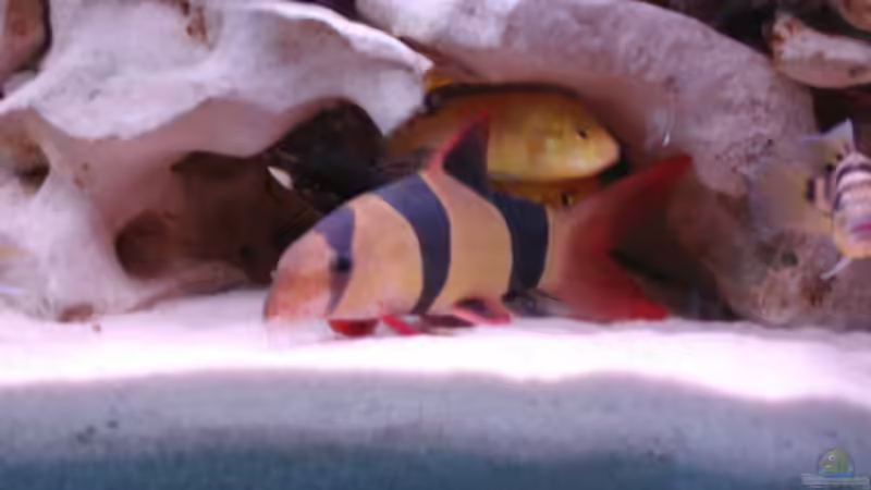 Dekoration im Aquarium Becken 516 von Manuela Schmidt & Marc Weise (13)