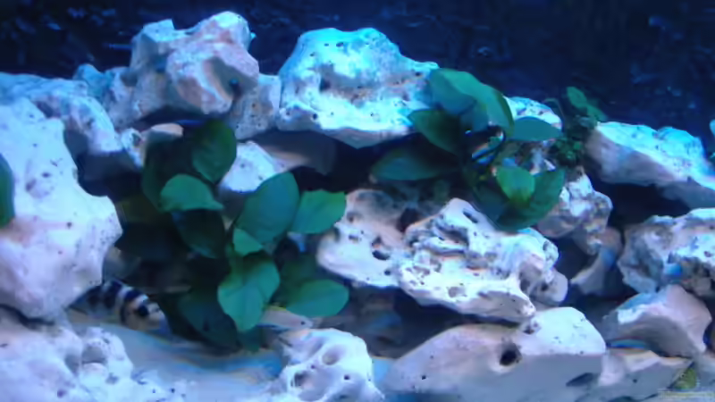 Dekoration im Aquarium Becken 516 von Manuela Schmidt & Marc Weise (14)