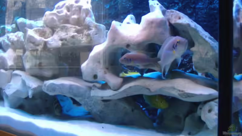 Dekoration im Aquarium Becken 516 von Manuela Schmidt & Marc Weise (15)