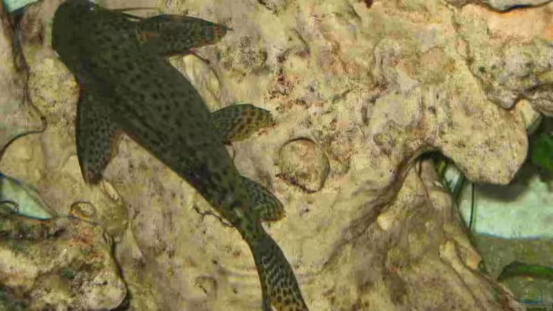 Dekoration im Aquarium Becken 5165 von Thomas Leeb (10)