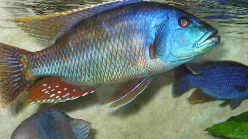 Dekoration im Aquarium Becken 5165 von Thomas Leeb (11)