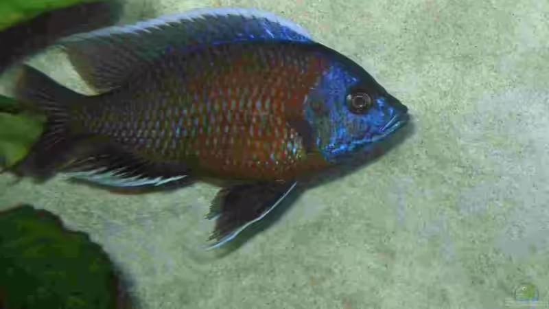 Dekoration im Aquarium Becken 5165 von Thomas Leeb (6)