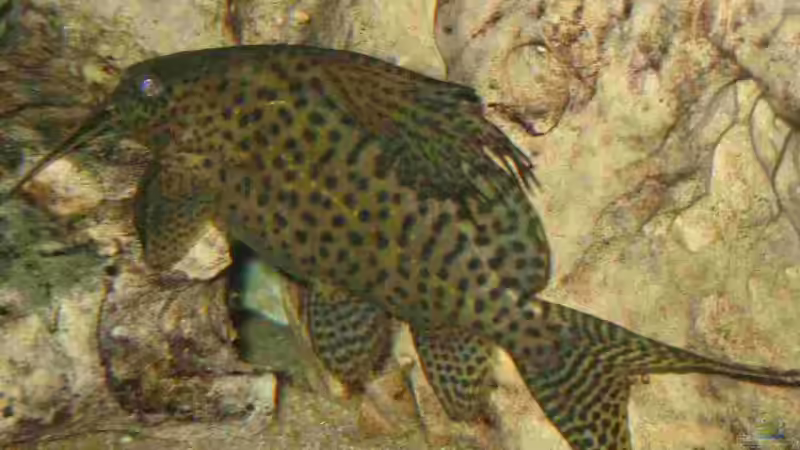 Dekoration im Aquarium Becken 5165 von Thomas Leeb (8)