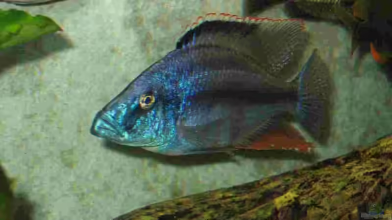 Dekoration im Aquarium Becken 5165 von Thomas Leeb (9)