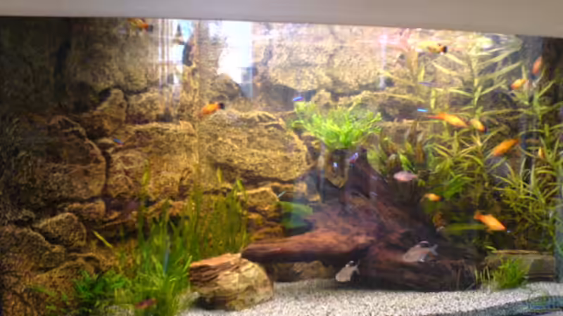 Dekoration im Aquarium Becken 5168 von Denis Pfütze (2)