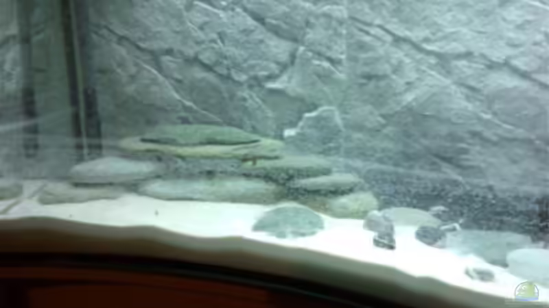 Dekoration im Aquarium Becken 5182 von Alexander Kuhnhardt (11)