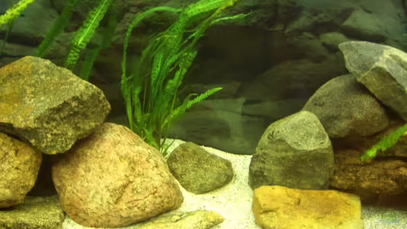 Dekoration im Aquarium Becken 5250 von various77 (5)