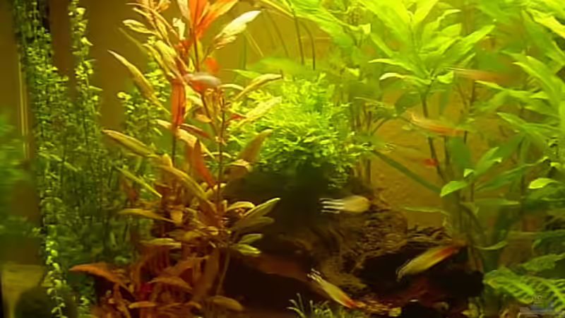 Dekoration im Aquarium Becken 5274 von Matthias Schuster (10)