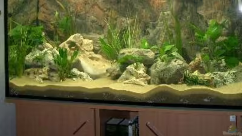 Dekoration im Aquarium Becken 532 von Frank Blessing (5)