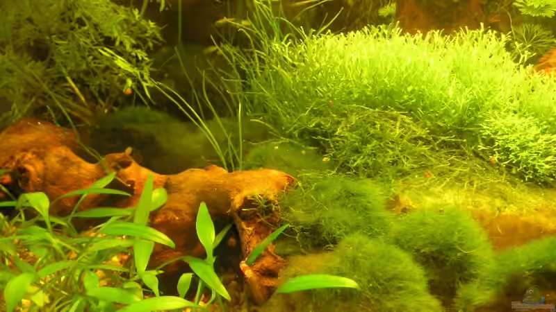 Dekoration im Aquarium Becken 5339 von Christian Berger (10)