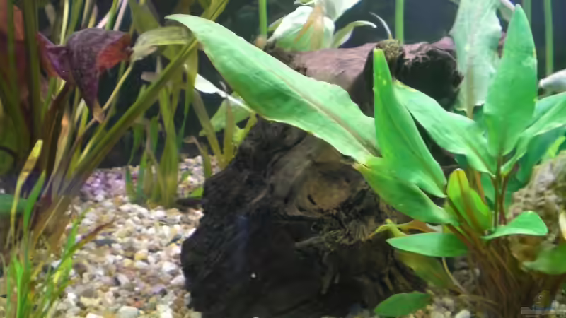 Dekoration im Aquarium Becken 5351 von Rene´ Jockwer (14)