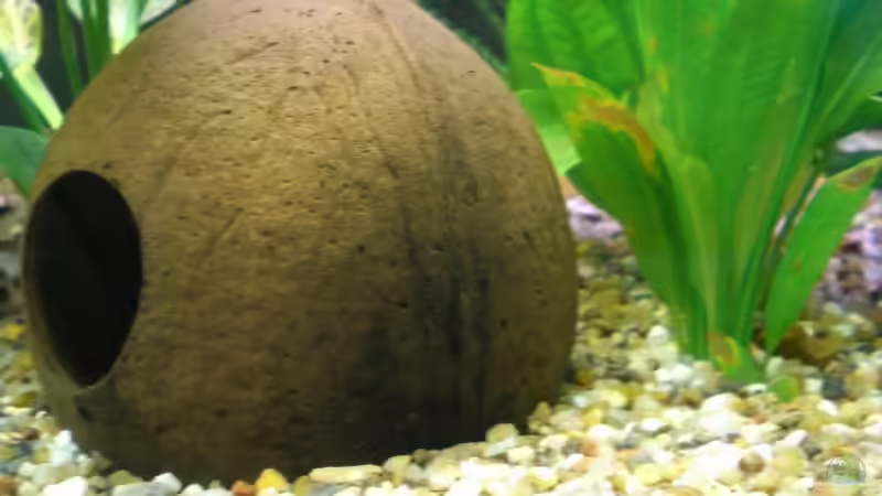 Dekoration im Aquarium Becken 5351 von Rene´ Jockwer (15)