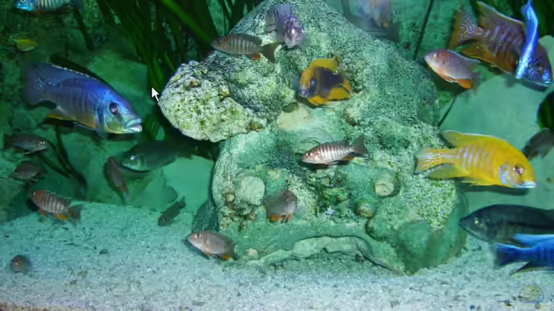 Dekoration im Aquarium Becken 5414 von Oliver Ritz (3)