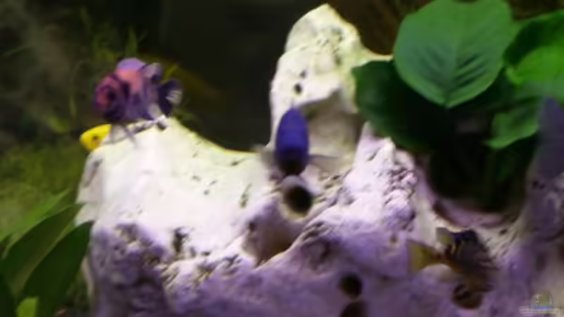 Dekoration im Aquarium Becken 5422 von Stefan Moll (4)