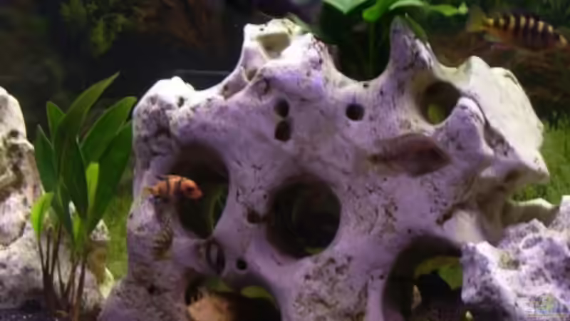 Dekoration im Aquarium Becken 5422 von Stefan Moll (6)