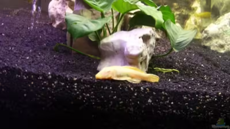 Dekoration im Aquarium Becken 5422 von Stefan Moll (7)