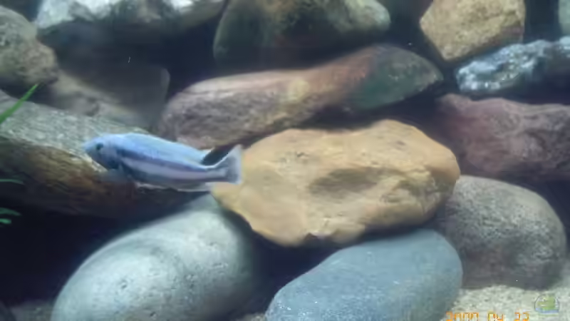 Dekoration im Aquarium Becken 5433 von Steffen Gebert (7)