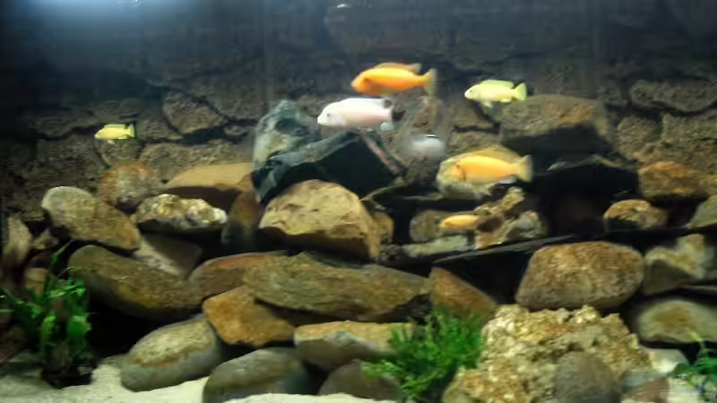 Dekoration im Aquarium Becken 5433 von Steffen Gebert (8)