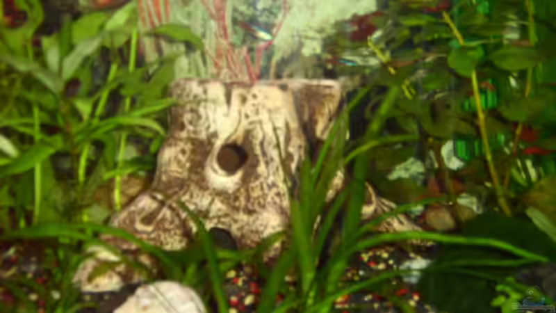 Dekoration im Aquarium Becken 5437 von Viola Kozur (4)