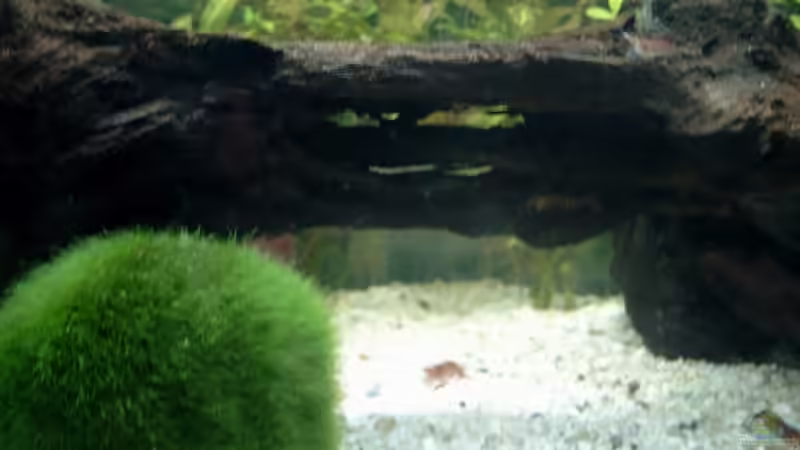 Dekoration im Aquarium Becken 5469 von Diana Wolff (5)