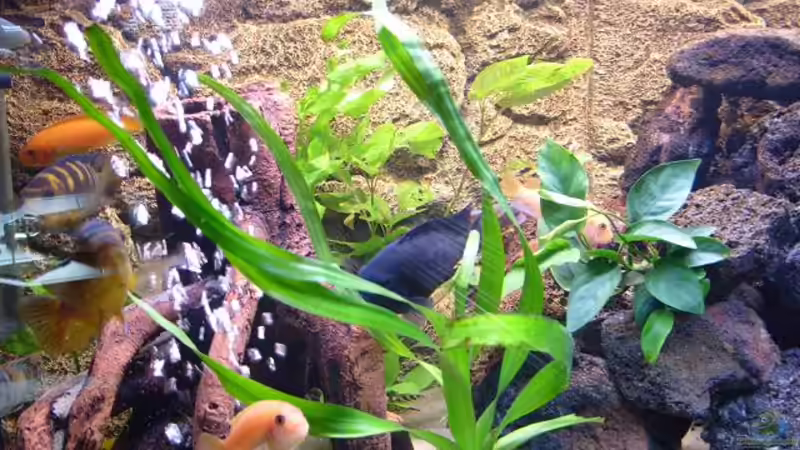 Dekoration im Aquarium Becken 5482 von Marion Goike (4)