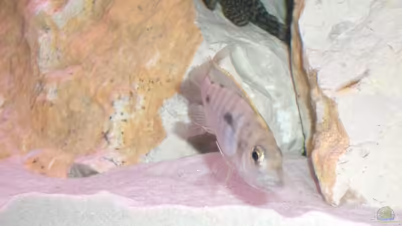 Dekoration im Aquarium Becken 555 von René Damboldt (12)