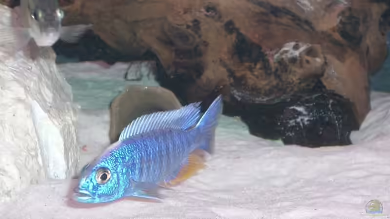 Dekoration im Aquarium Becken 555 von René Damboldt (13)