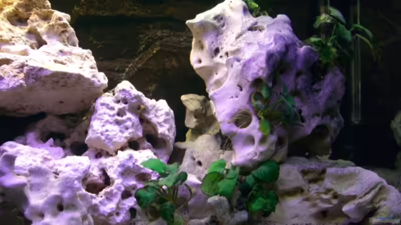 Dekoration im Aquarium Becken 5568 von Dominic Zuccarelli (11)