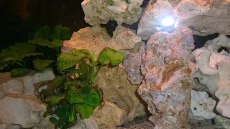 Dekoration im Aquarium Becken 5568 von Dominic Zuccarelli (12)