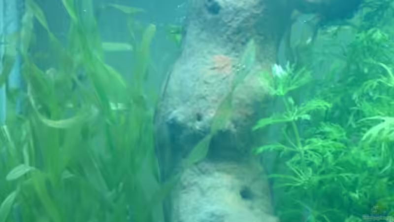 Dekoration im Aquarium Becken 5602 von Melanie Stege (6)