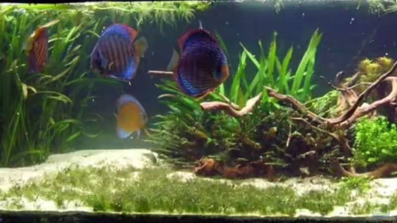 Dekoration im Aquarium Becken 5608 von ScArFaCe (3)