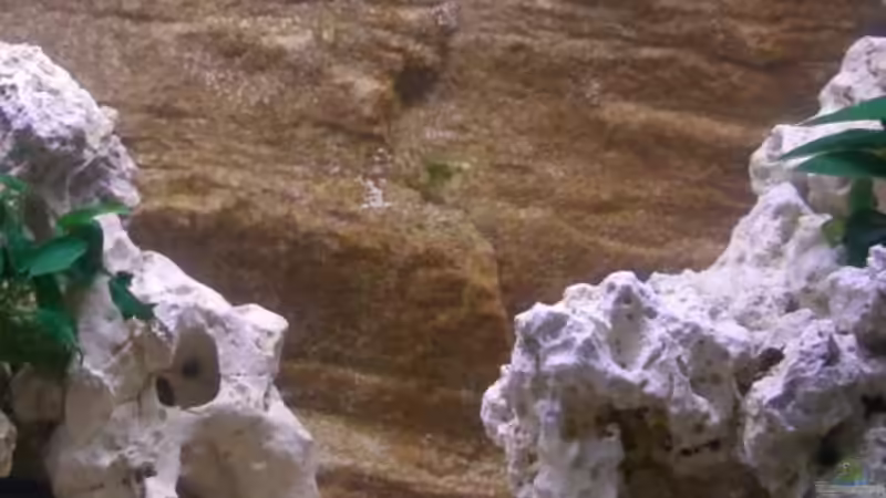 Dekoration im Aquarium Becken 5614 von Martin Hector (6)