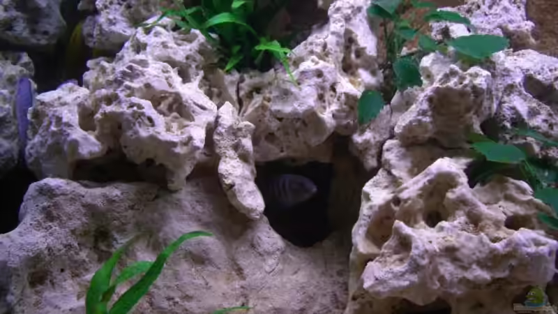 Dekoration im Aquarium Becken 5614 von Martin Hector (7)