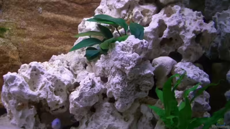 Dekoration im Aquarium Becken 5614 von Martin Hector (8)