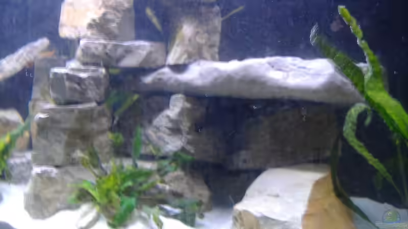 Dekoration im Aquarium Becken 562 von Milatz Darian (14)