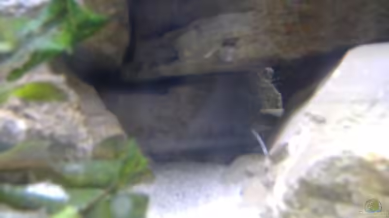 Dekoration im Aquarium Becken 562 von Milatz Darian (16)