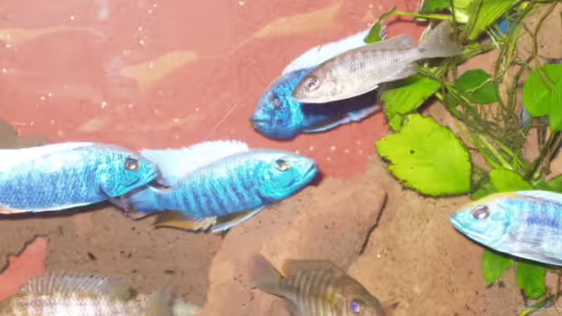 Dekoration im Aquarium Becken 563 von Mark Mondl (10)