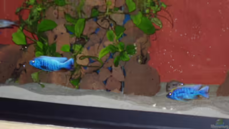 Dekoration im Aquarium Becken 563 von Mark Mondl (11)