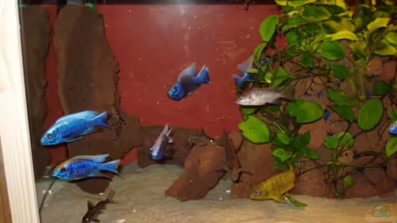 Dekoration im Aquarium Becken 563 von Mark Mondl (6)