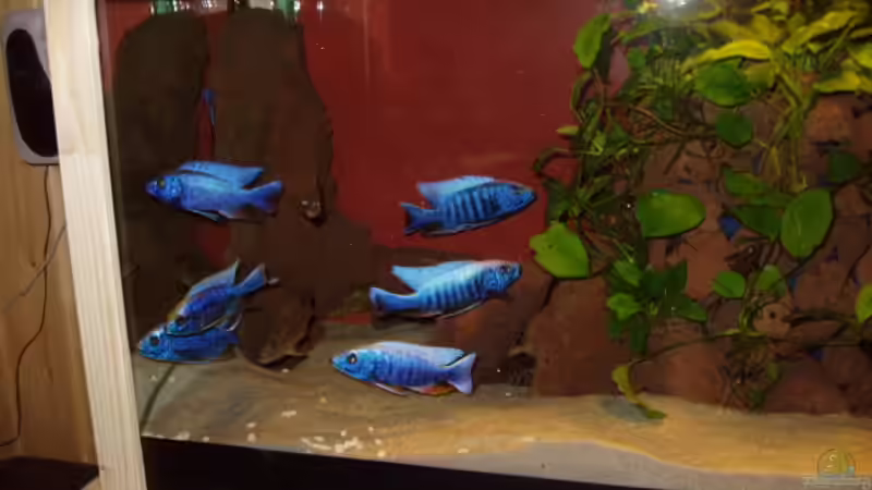 Dekoration im Aquarium Becken 563 von Mark Mondl (7)