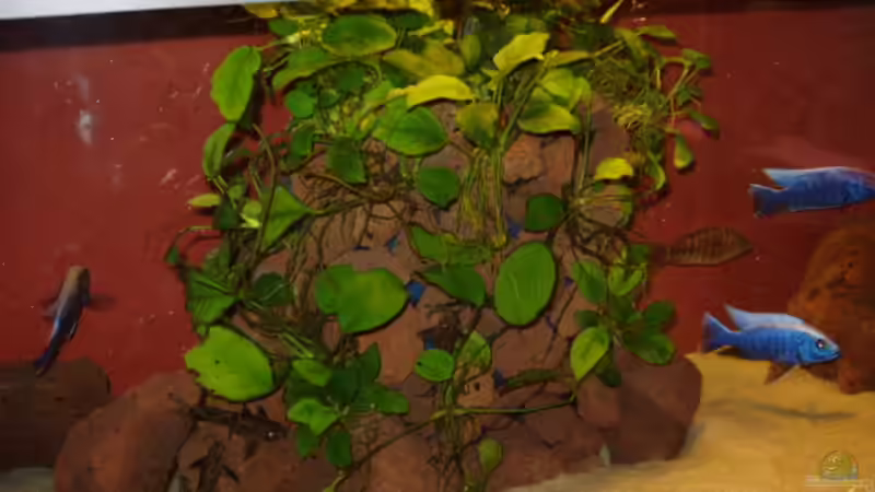 Dekoration im Aquarium Becken 563 von Mark Mondl (8)