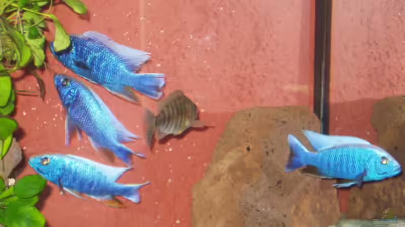 Dekoration im Aquarium Becken 563 von Mark Mondl (9)