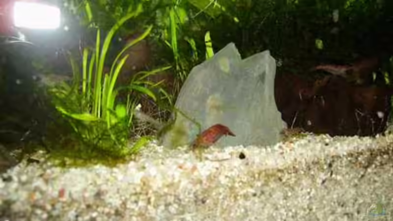 Dekoration im Aquarium Becken 5631 von Lehmann Ronald (13)