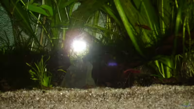 Dekoration im Aquarium Becken 5631 von Lehmann Ronald (15)