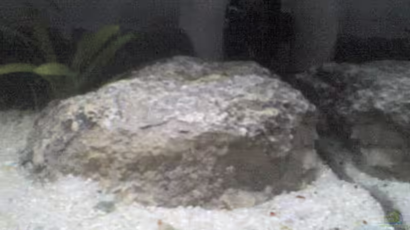 Dekoration im Aquarium Becken 5645 von Patrick Schmitt (5)