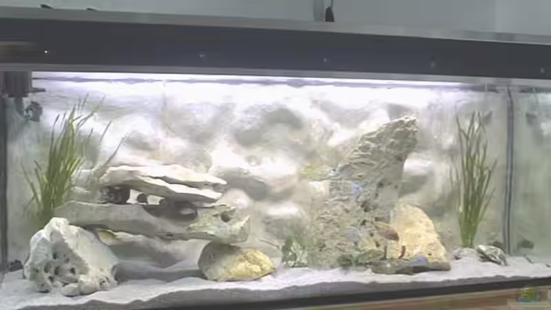 Dekoration im Aquarium Becken 567 von Bernd Galler (6)