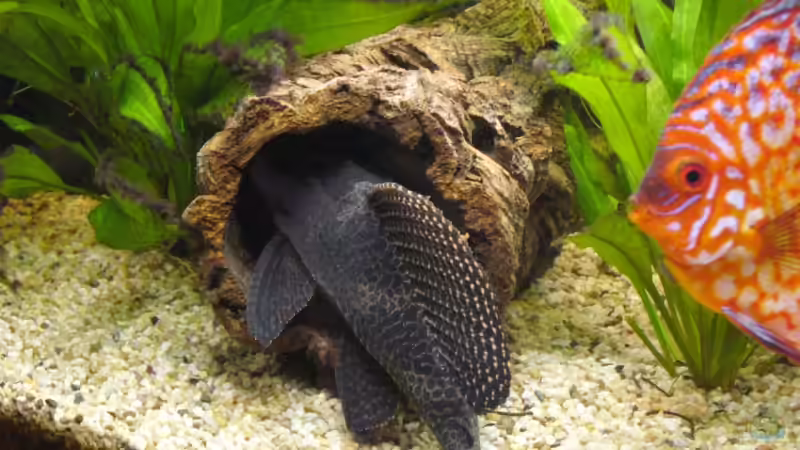 Dekoration im Aquarium Becken 5673 von Stefan Kohlschmidt (6)