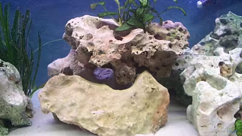 Dekoration im Aquarium Becken 57 von Frank Georges (2)