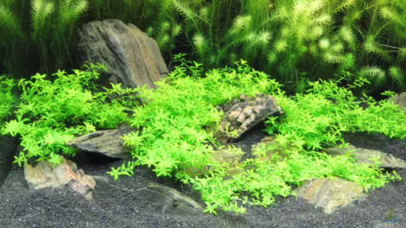 Dekoration im Aquarium Becken 5723 von Gerd Zimmermann (7)