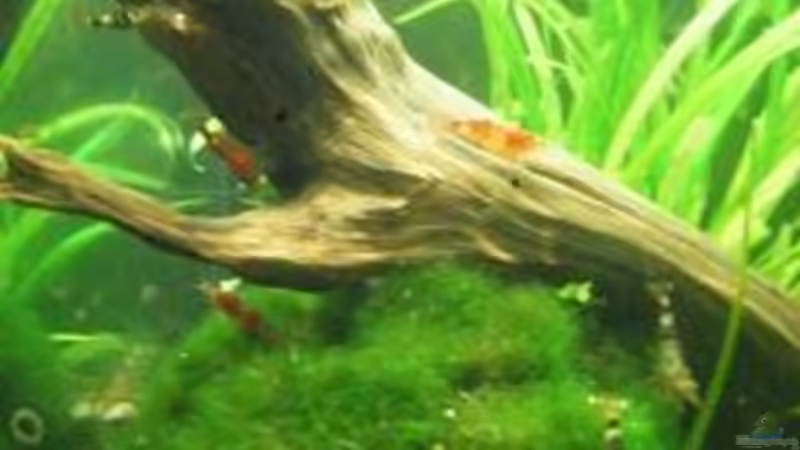 Dekoration im Aquarium Becken 5737 von Kristin Bönisch (2)